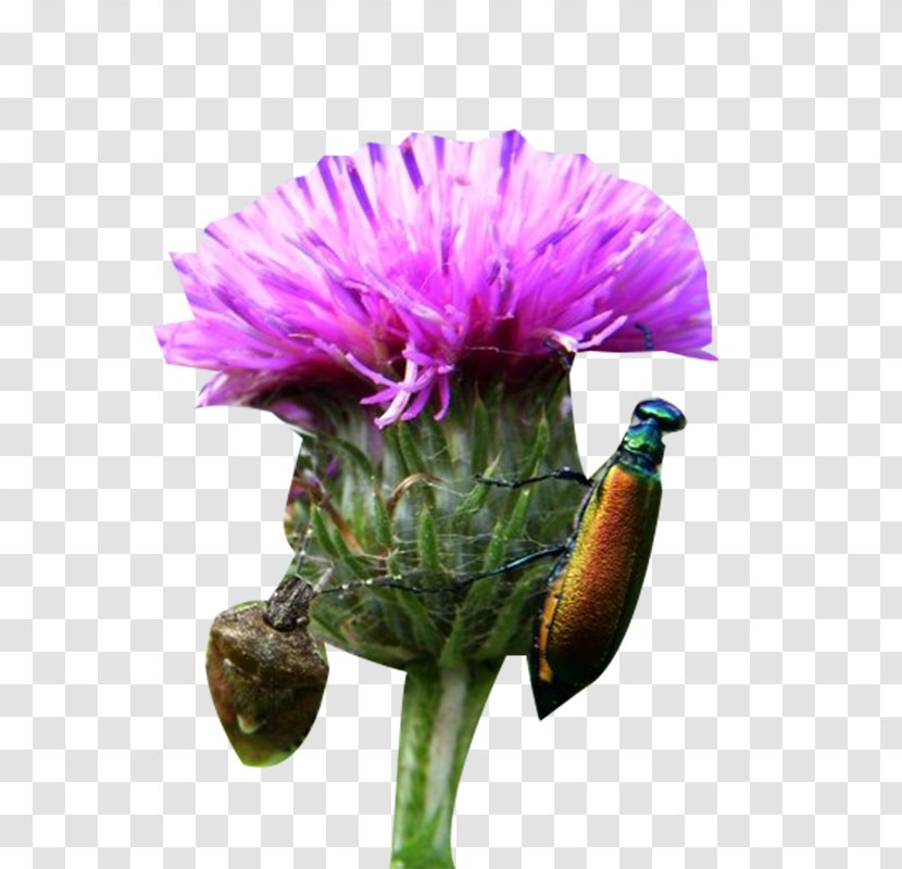 Milk Thistle Insect Plant - And Bug Image Material Transparent PNG