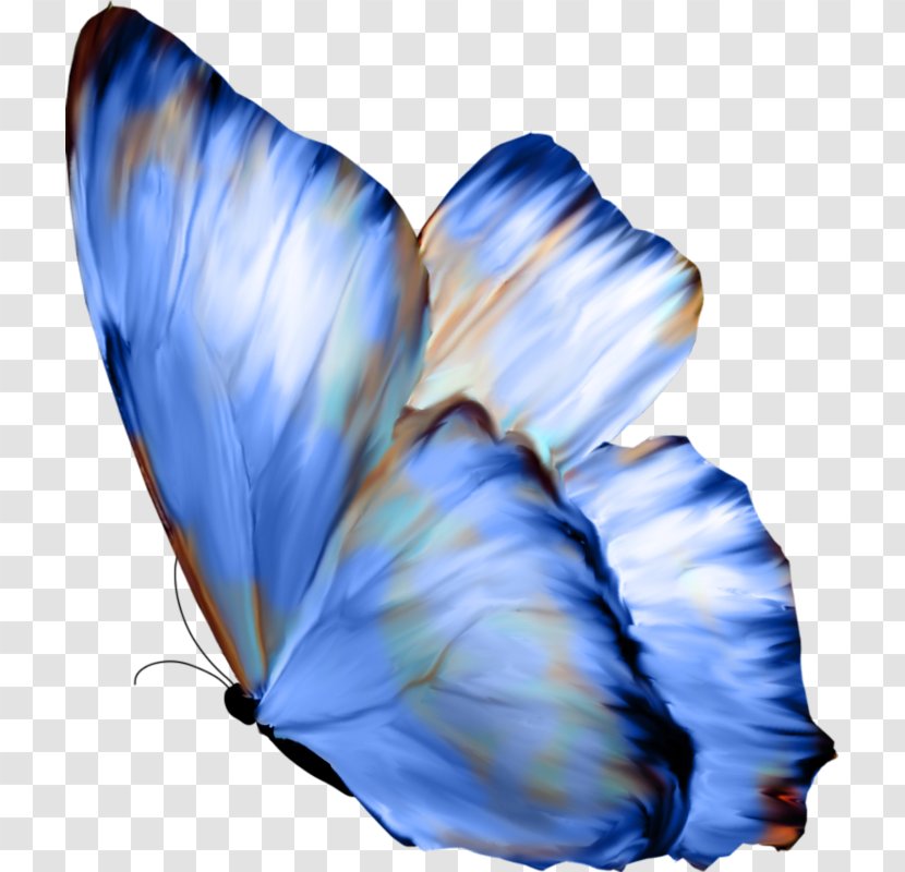 Butterfly Papillon Dog Celastrina Ladon - Blue Transparent PNG