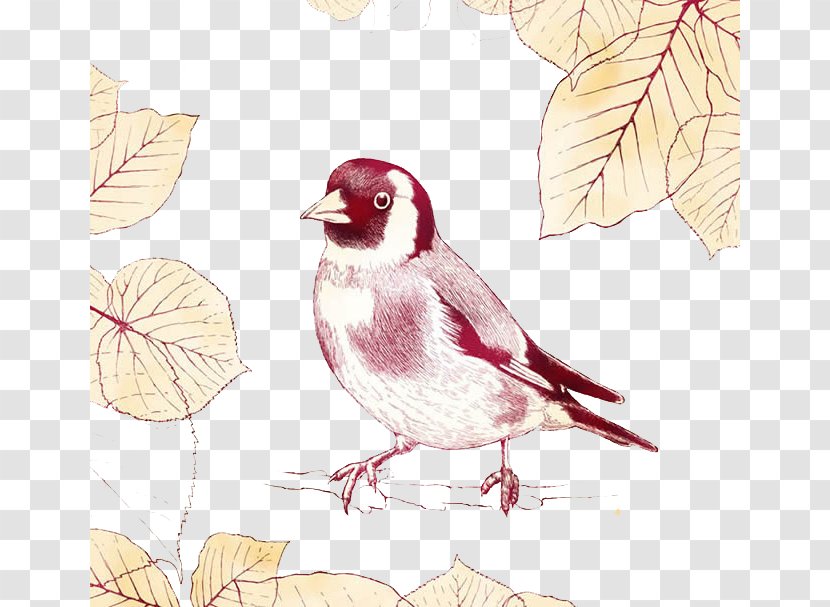 Sparrow Bird - Beak - Birds Transparent PNG