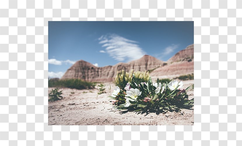 United States God Christianity Faith Gratitude - Dry Flower Transparent PNG