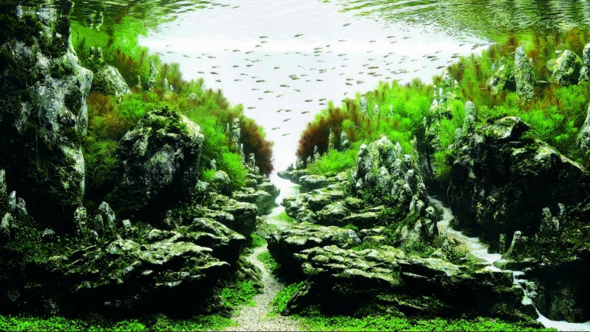 ADA Malaysia Aquascaping Aquatic Plants Aquarium Competition - Hobby Transparent PNG