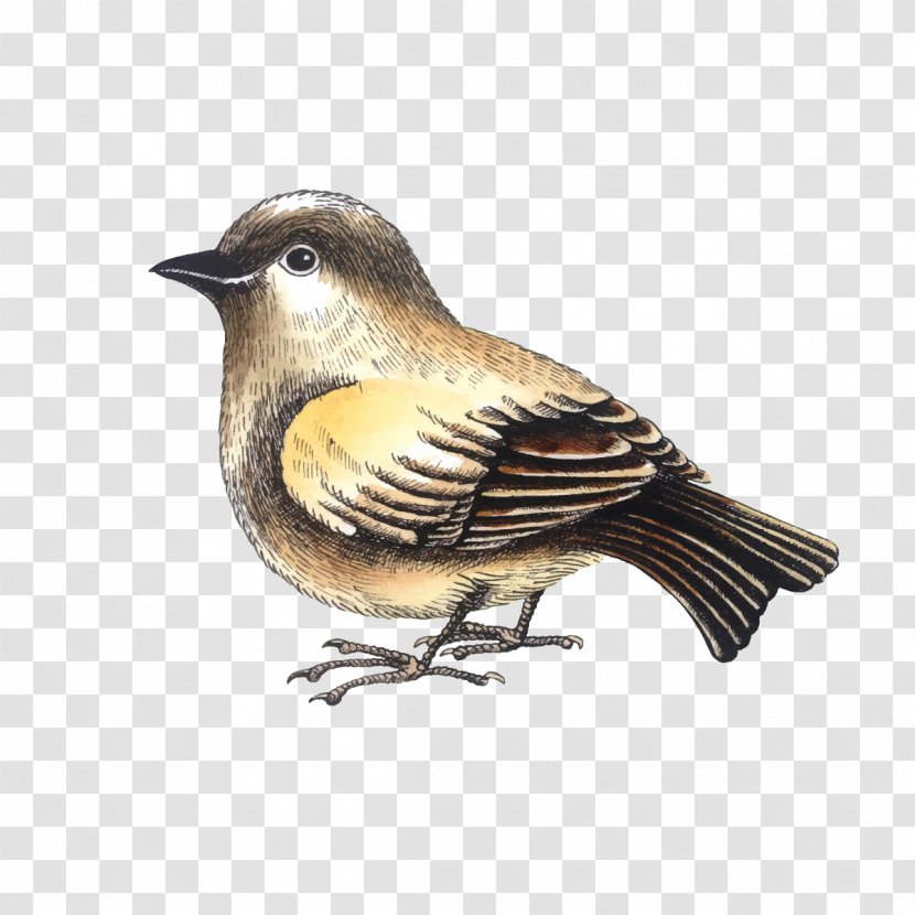 House Sparrow Bird - Songbird - Vector Little Transparent PNG