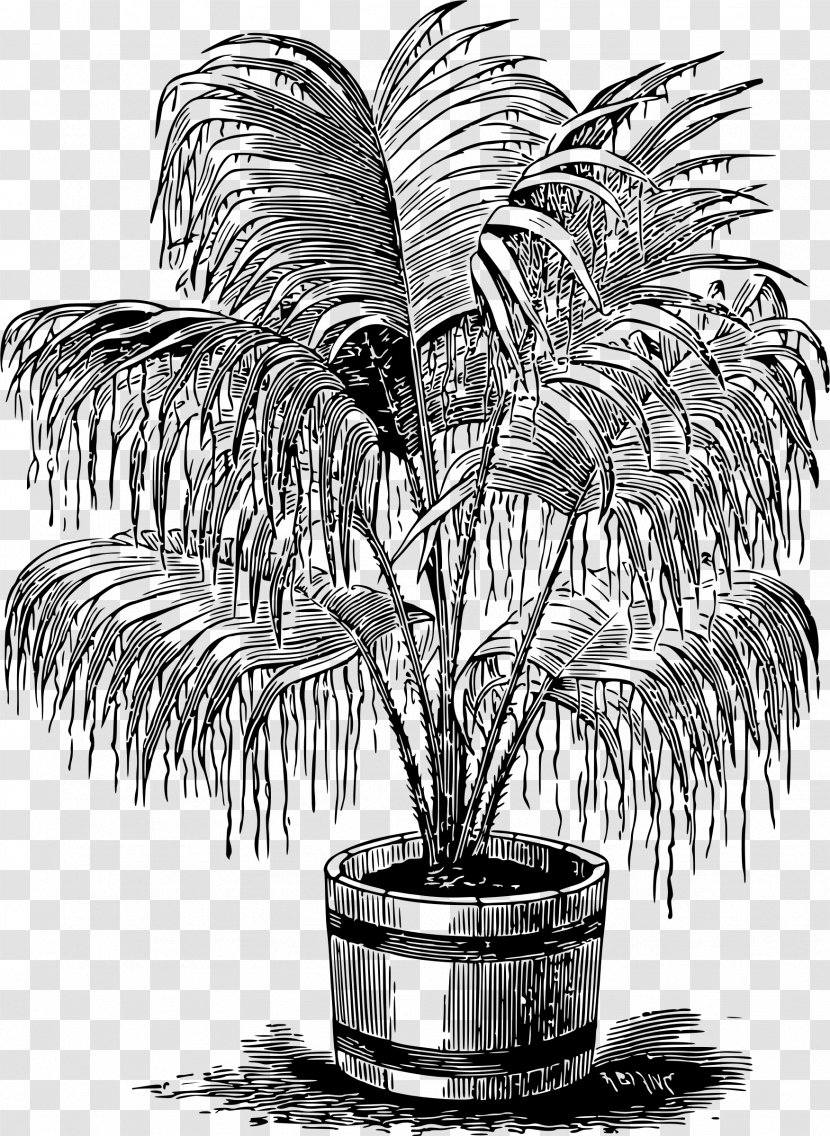Arecaceae Monochrome Photography Woody Plant Drawing - Black And White - Palms Transparent PNG