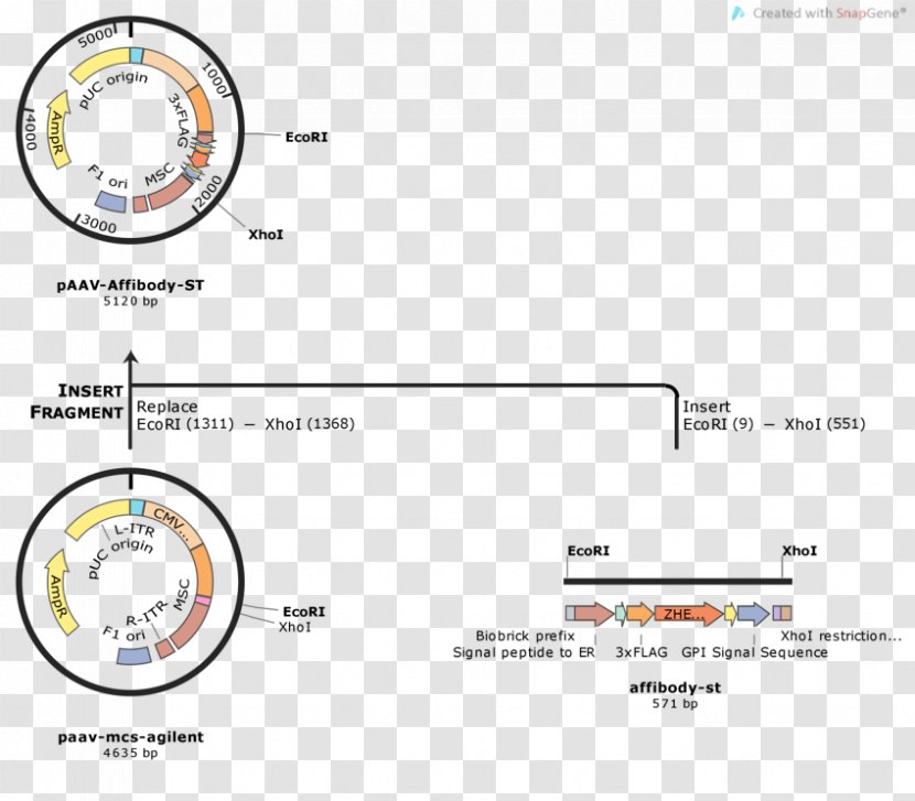 International Genetically Engineered Machine DCas9 Activation System Plasmid Cloning Adeno-associated Virus - Endonuclease - Cancer Cell Germ Map Transparent PNG