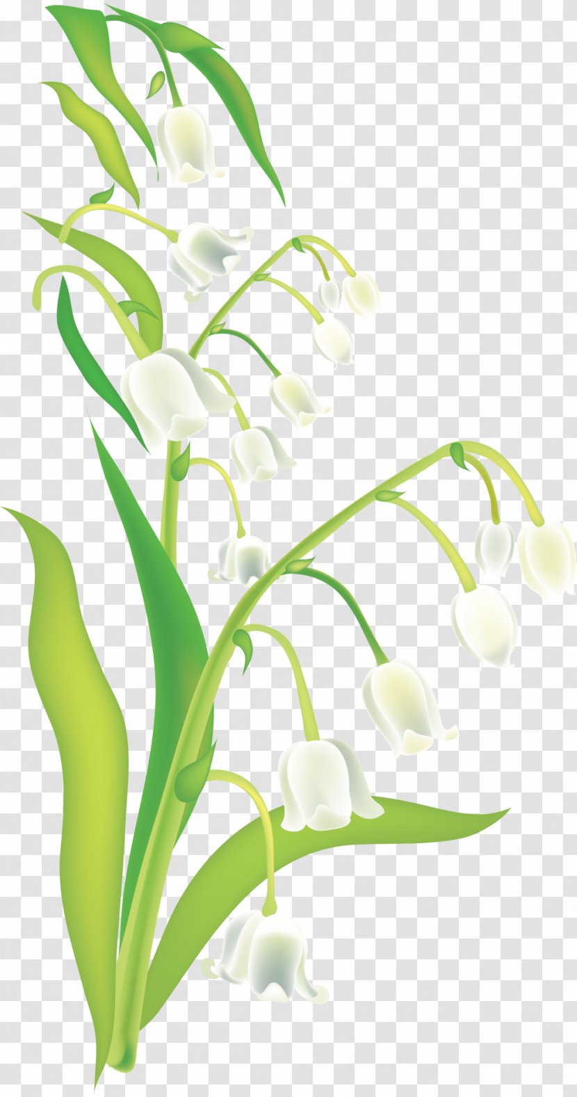 Bell - Petal - Lily Of The Valley Transparent PNG