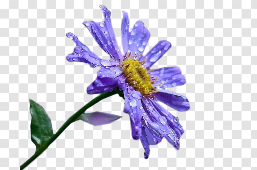 Aster Honey Bee Nectar Cut Flowers - Insect Transparent PNG