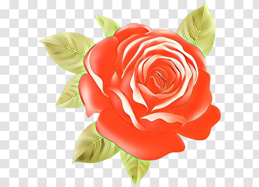 Garden Roses Transparent PNG