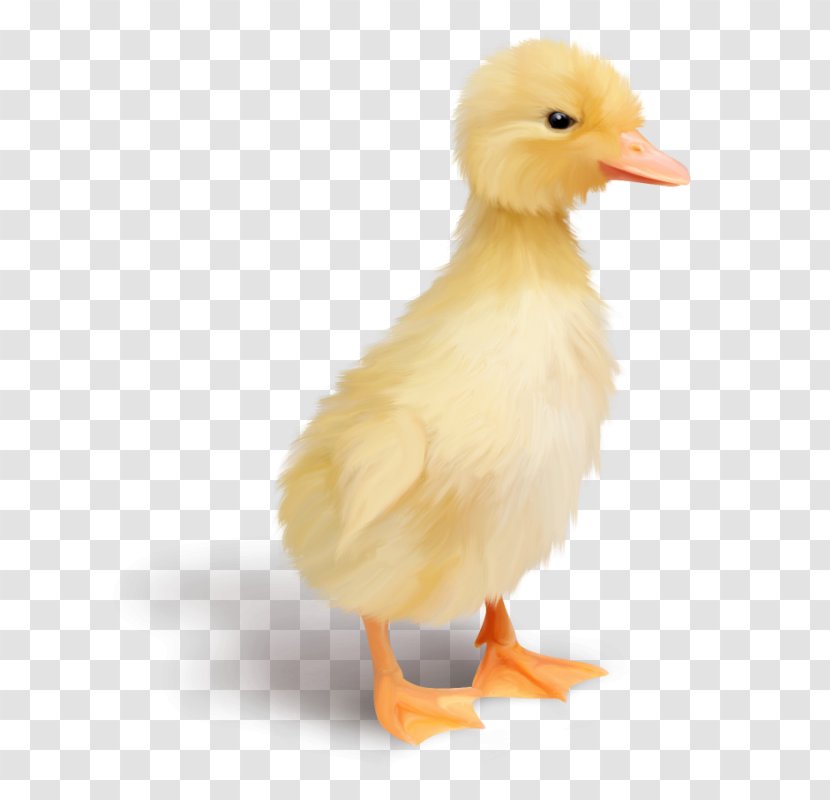 Duck Chicken Goose Kifaranga Bird - Fauna Transparent PNG