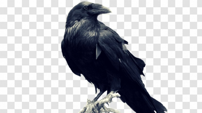 Common Raven Stock Photography Image - Crow Transparent PNG