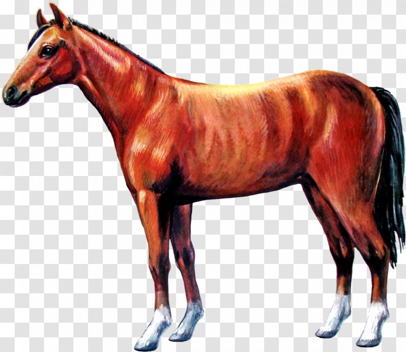 Mane Pony Colt Stallion Foal - Mustang Horse Transparent PNG