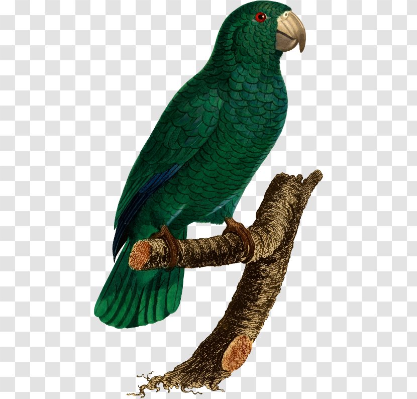 Budgerigar Parrot Histoire Naturelle Des Perroquets Lovebird Transparent PNG
