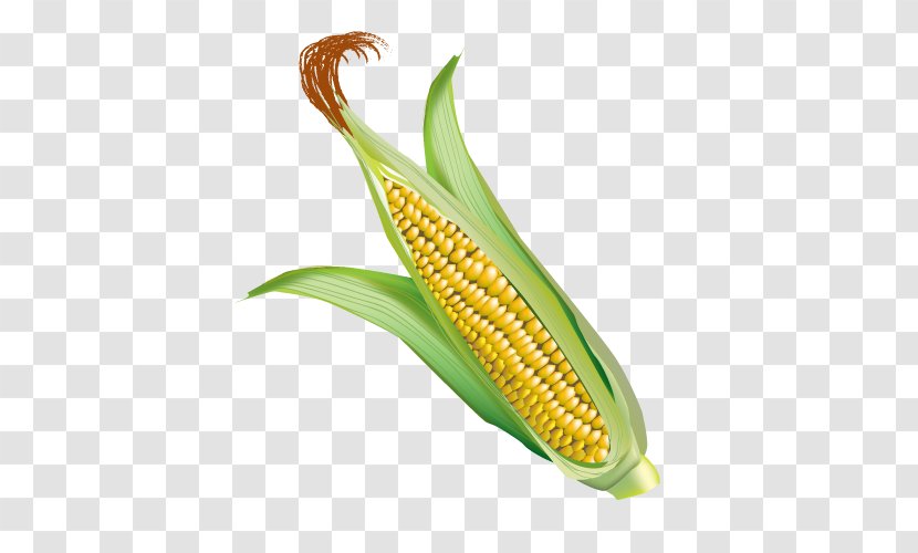 Corn On The Cob Maize Web Browser - Food Transparent PNG