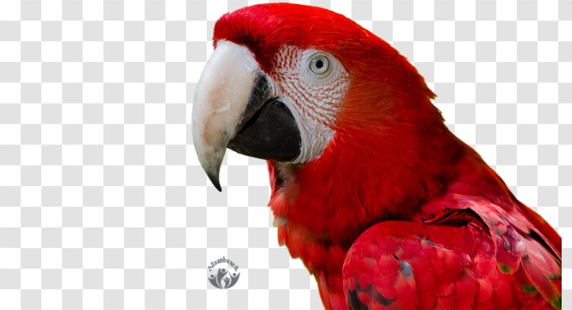 Macaw Bird Parrot 4K Resolution High-definition Television - Display Device Transparent PNG