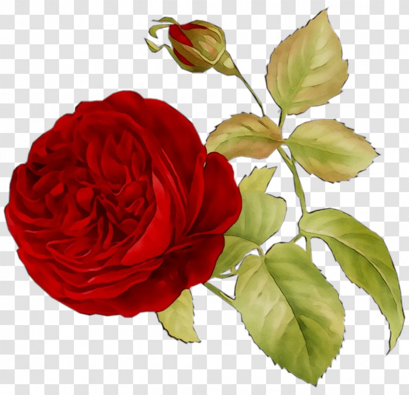 Garden Roses Red Cabbage Rose Sticker Floristry Transparent PNG