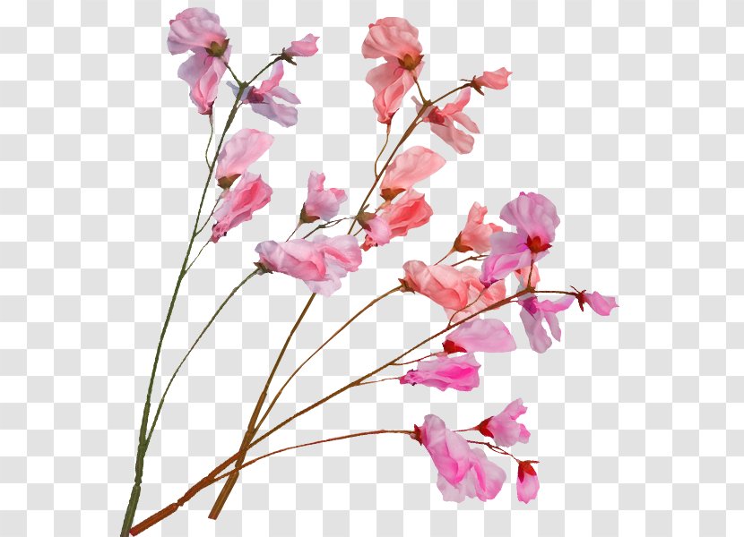 International Cherry Blossom Festival Pink - Branch - In Kind Transparent PNG