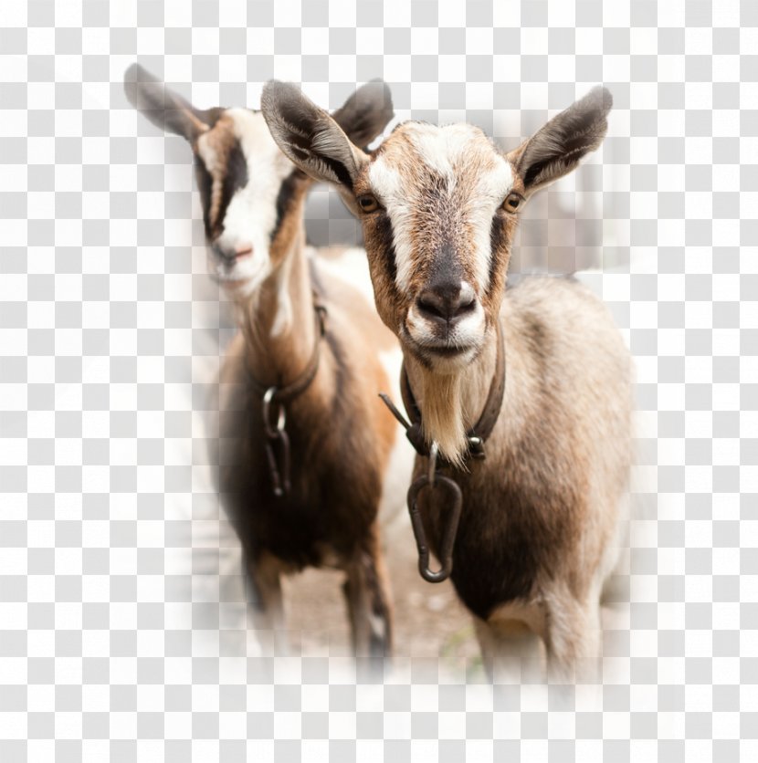 Spanish Goat Sheep Cattle Milk - Antelope Transparent PNG