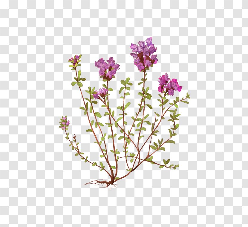 Lavender Violet Cut Flowers Plant Stem Transparent PNG