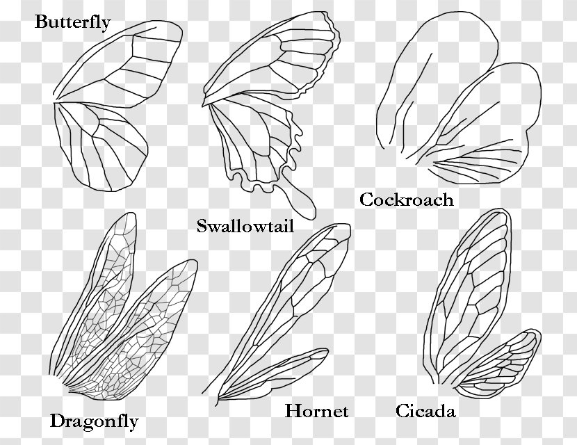 Butterfly Insect Wing Bird - Flower Transparent PNG