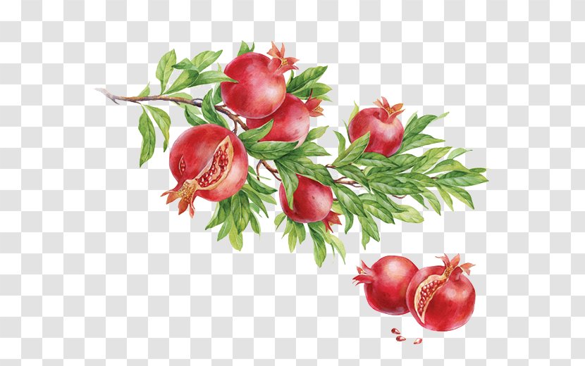 Watercolor Painting Dribbble Behance Illustration - Food - Pomegranate Transparent PNG