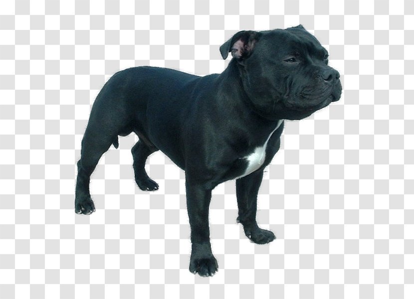 Staffordshire Bull Terrier American Pit - Dog Like Mammal Transparent PNG