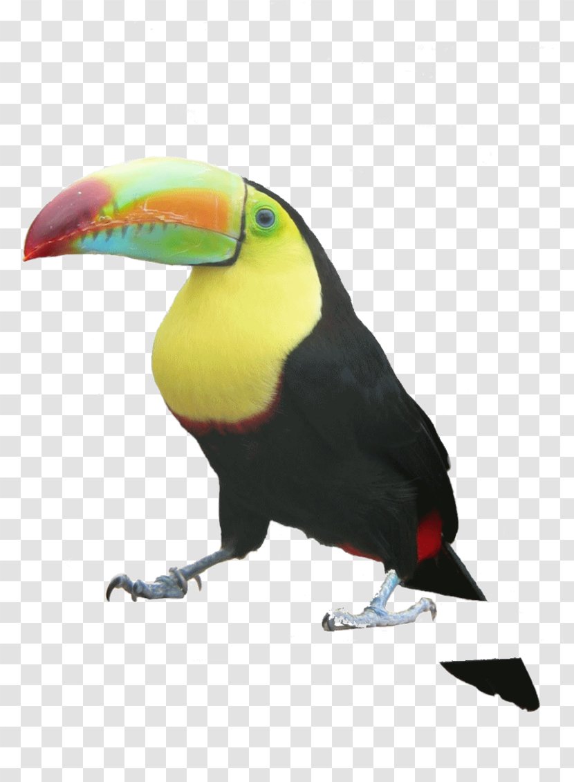 Bird Toucan Valentine's Day - Silhouette Transparent PNG