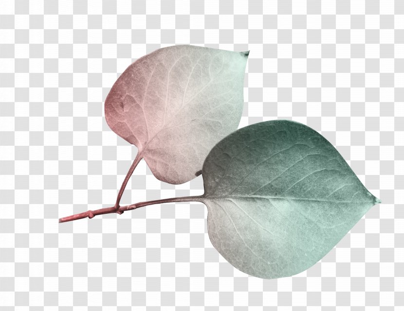 Leaf Download - Computer Software - Leaves Free Transparent PNG