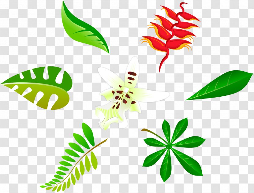 Function Plant Leaf - Stem Transparent PNG