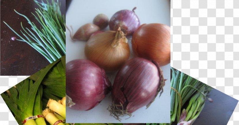Shallot Superfood Recipe Local Food - Onion Transparent PNG