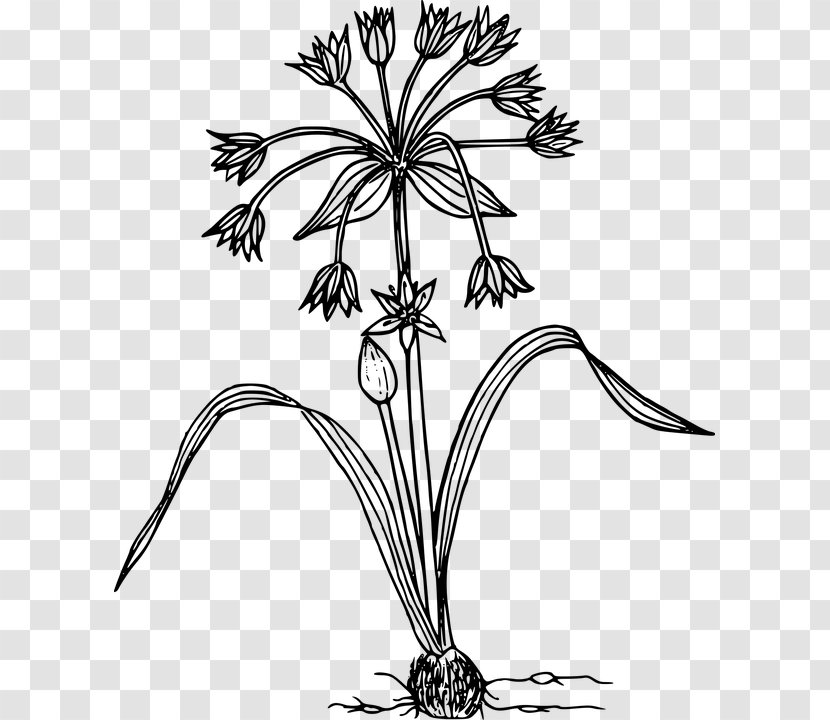 Drawing Clip Art - Floral Design - Allium Hollandicum Transparent PNG