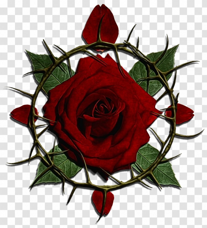 Garden Roses - Flower - Flowering Plant Rose Order Transparent PNG