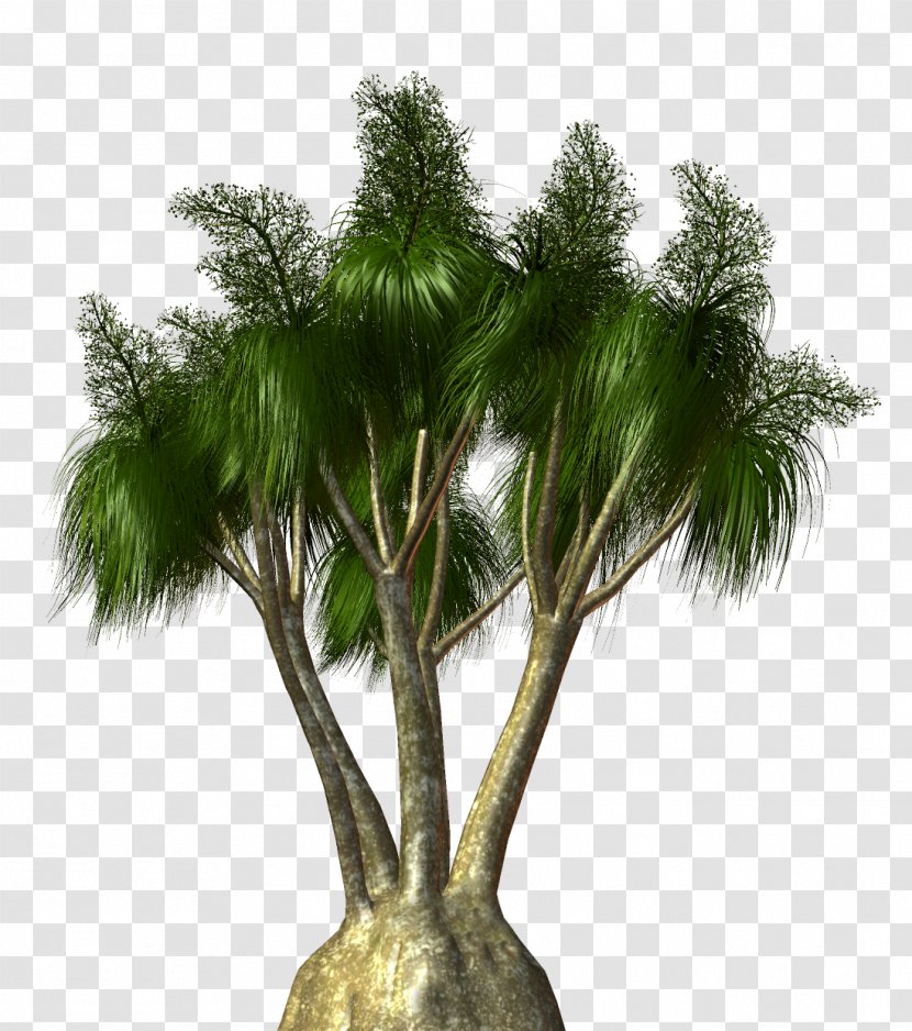 Asian Palmyra Palm Trees Plants Coconut - Branch - Tree Transparent PNG
