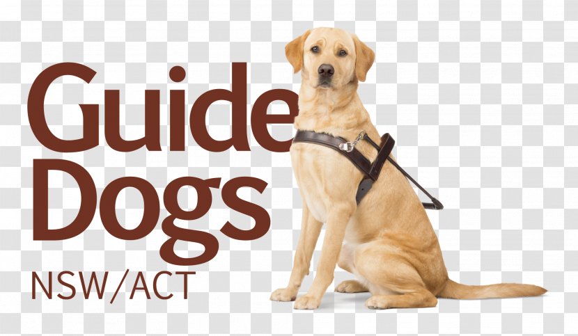 Guide Dogs Victoria Puppy Pet Insurance - Dog Transparent PNG