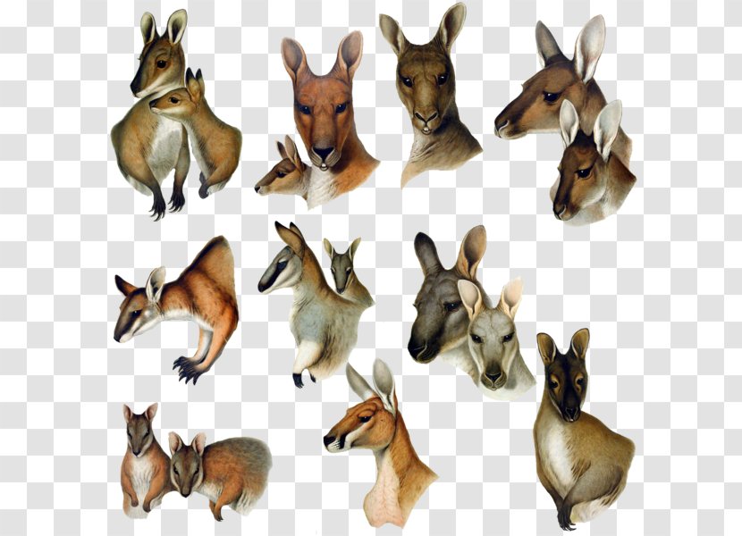 Macropodidae Deer Animal Kangaroo Dog Transparent PNG