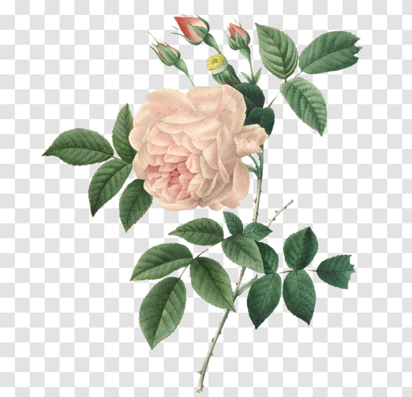 Pierre-Joseph Redouté (1759-1840) Choix Des Plus Belles Fleurs Rose Painting - Cut Flowers - Printmaking Transparent PNG