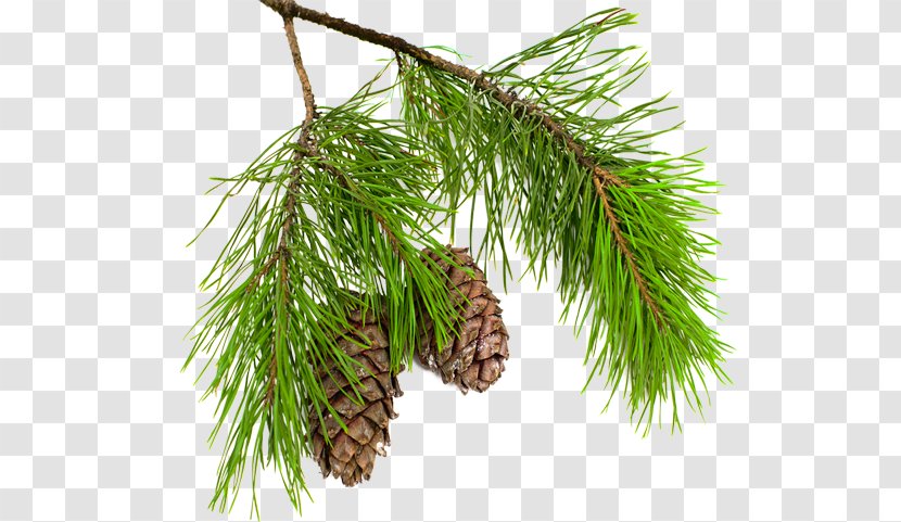 Pine Conifer Cone Larch Spruce Branch - Nut - Boughs Transparent PNG