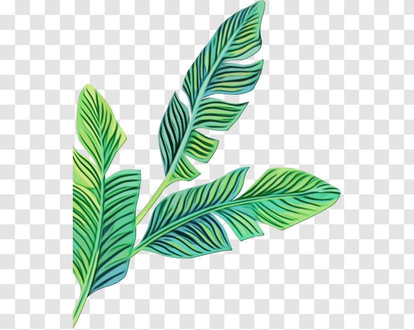 Banana Leaf Logo - Arecales Plant Stem Transparent PNG