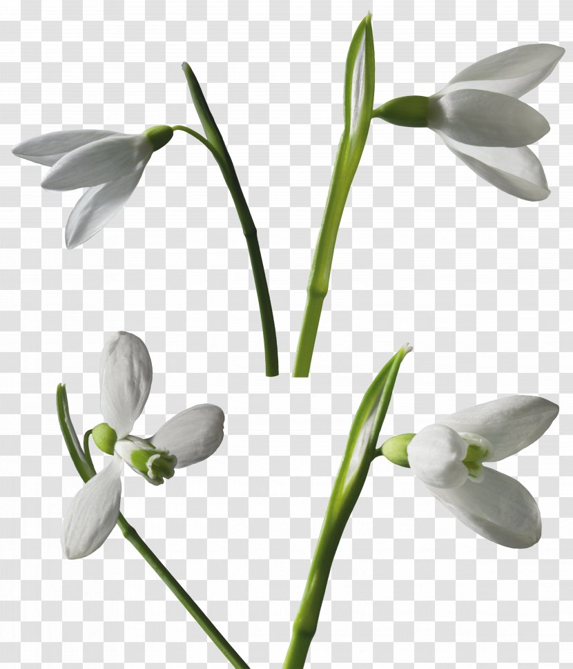 Snowdrop Leucojum Clip Art - Galanthus - Flower Transparent PNG