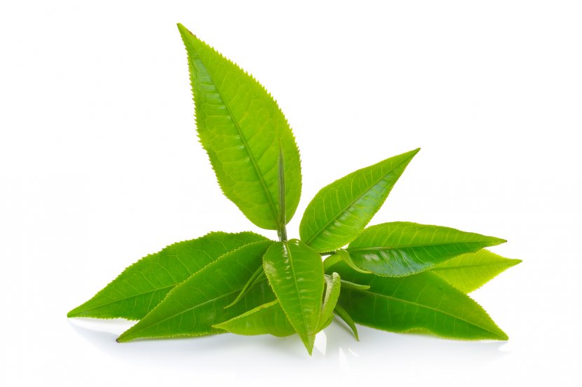 Green Tea Matcha Oolong Darjeeling Transparent PNG