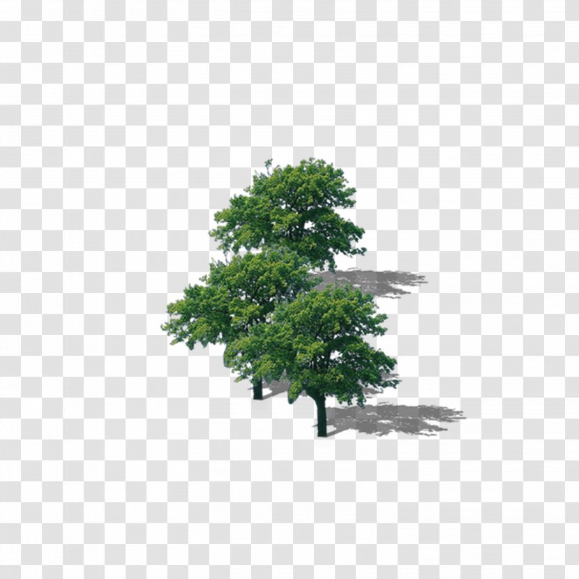 Branch Top Tree Download - Leaf - Lush Transparent PNG
