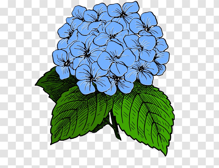 French Hydrangea Drawing Clip Art Transparent PNG