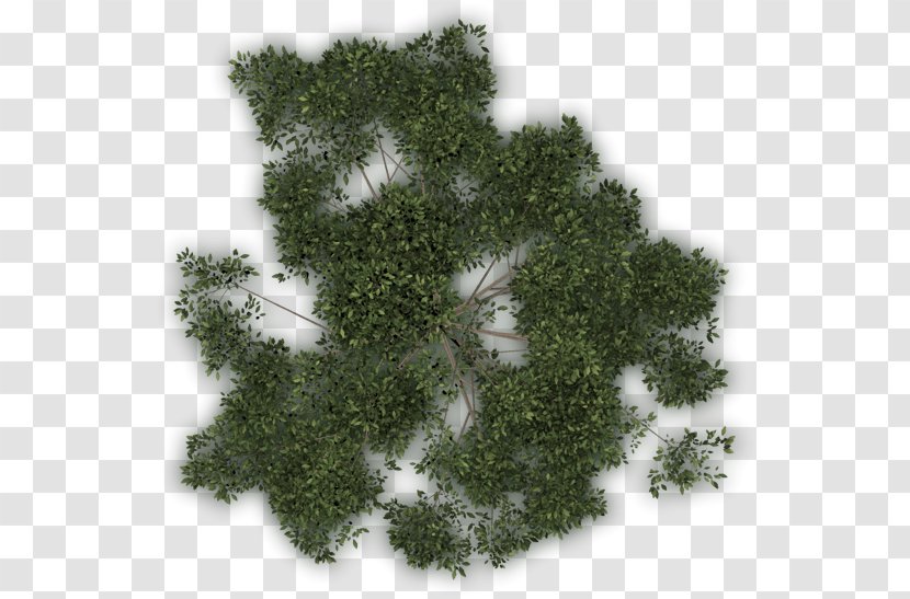 Tree Vegetation Lawn Leaf - Plant Transparent PNG