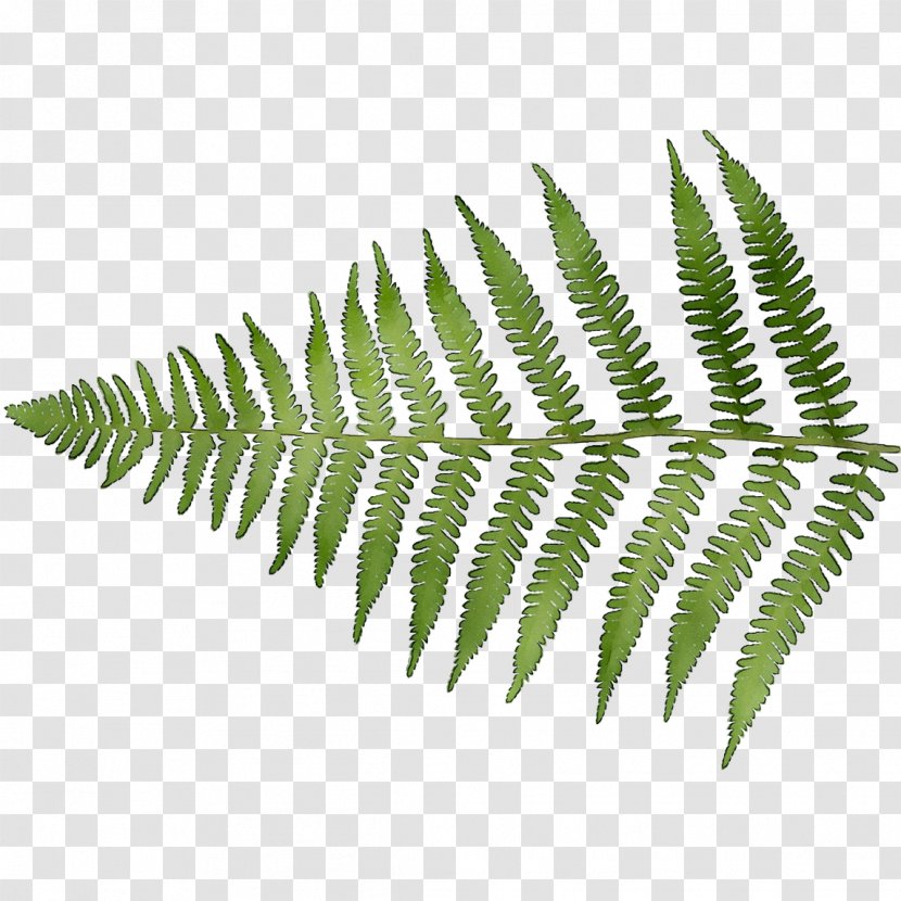 Fern Leaf Plant Stem Line Plants - Ferns And Horsetails - Vascular Transparent PNG