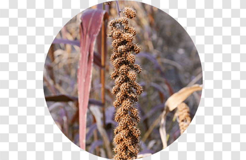 Insect - Twig - Membrane Winged Transparent PNG