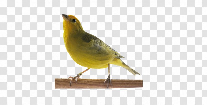 Atlantic Canary Passerine Saffron Finch Pet Shop Singing - Feather - Viper Transparent PNG