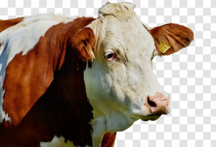 Bovine Dairy Cow Cow-goat Family Livestock Snout - Watercolor - Calf Pasture Transparent PNG