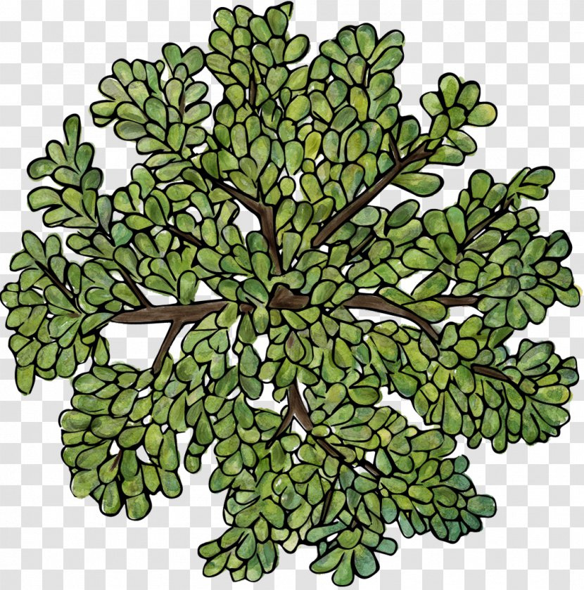 Tree Plant - Leaf - Green Trees Top View Transparent PNG