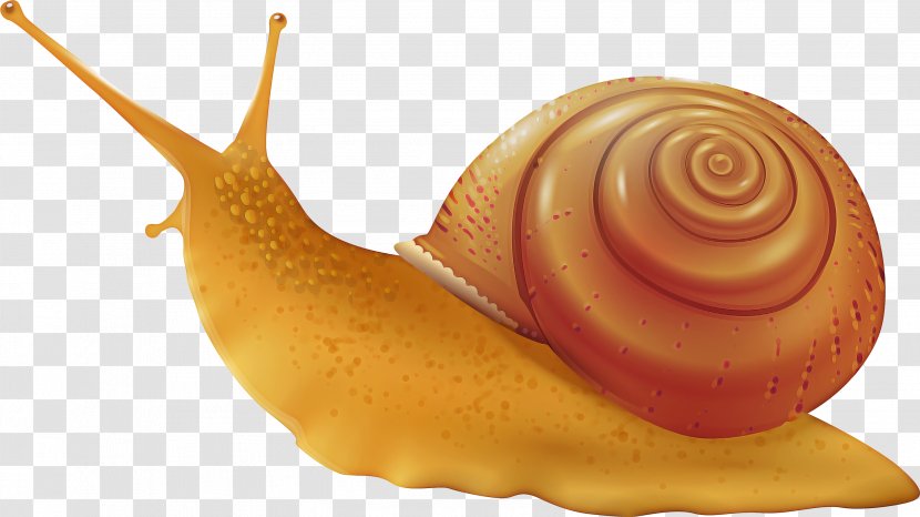 Snail Cartoon - Gastropod Shell - Cuisine Dish Transparent PNG