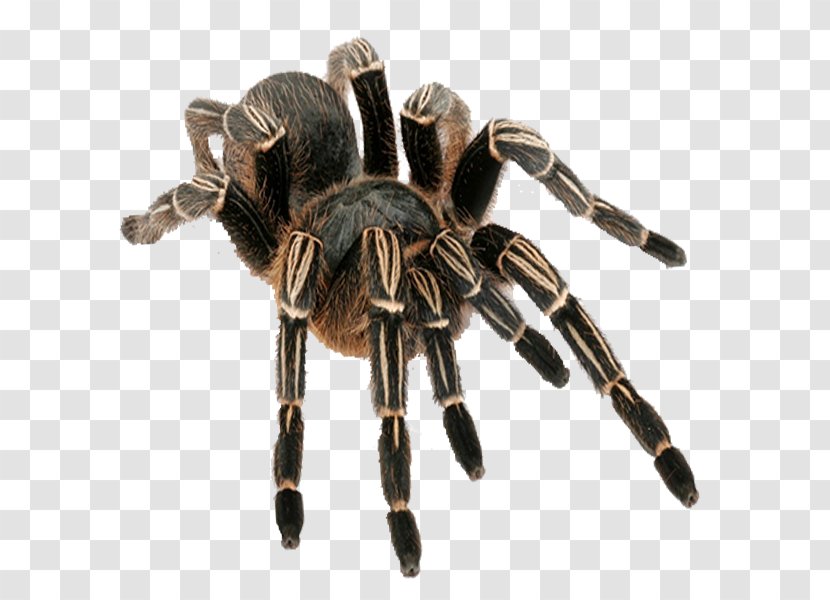 Aphonopelma Seemanni Spider Chalcodes Brachypelma Hamorii Tarantula Care Transparent PNG