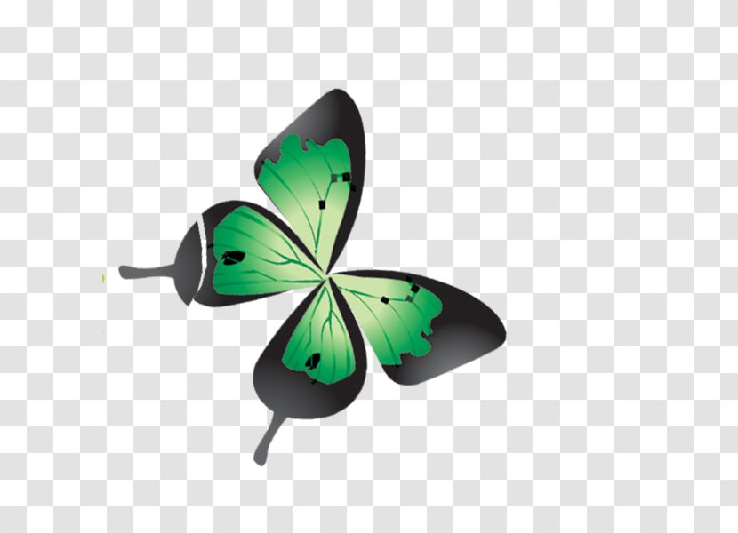 Download Clip Art - Pollinator - Butterfly Transparent PNG