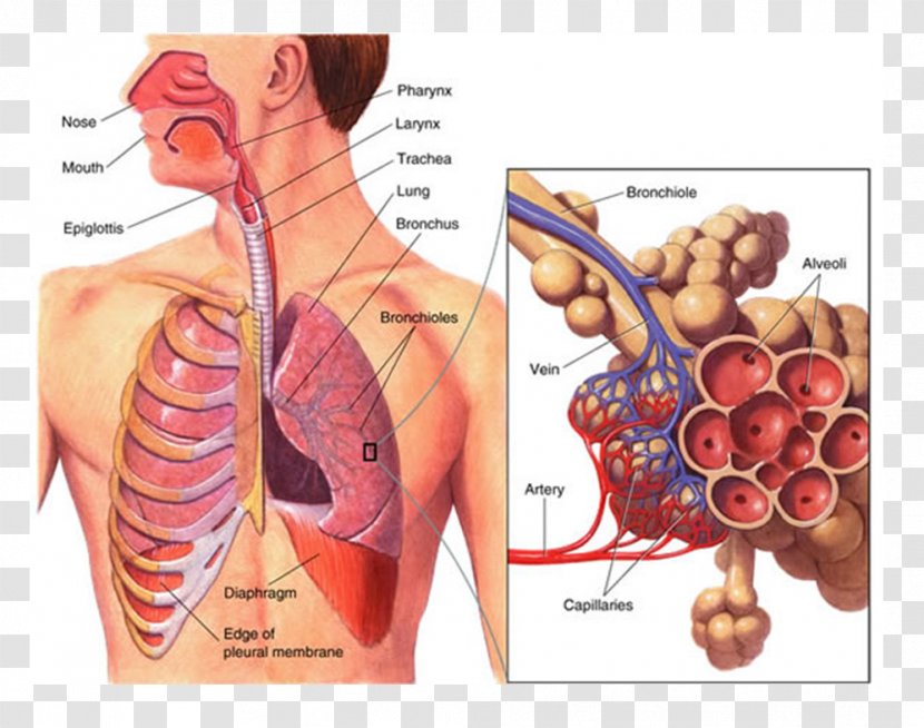 Respiration Respiratory System Human Body Function Circulatory - Frame - Flower Transparent PNG